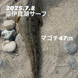 マゴチ