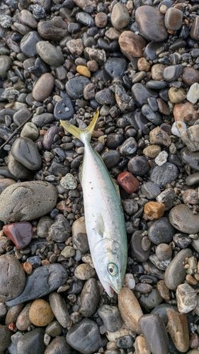 ワカナゴの釣果