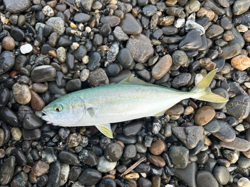 ワカシの釣果