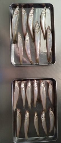キスの釣果