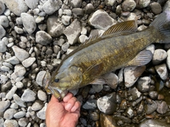 スモールマウスバスの釣果