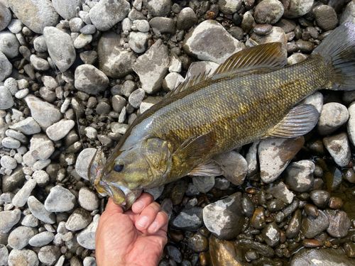 スモールマウスバスの釣果