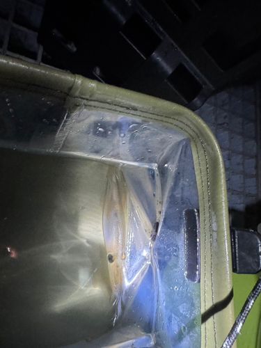 ケンサキイカの釣果