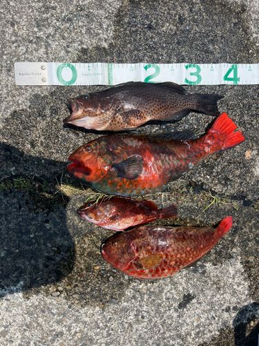 オオモンハタの釣果