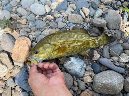 スモールマウスバスの釣果
