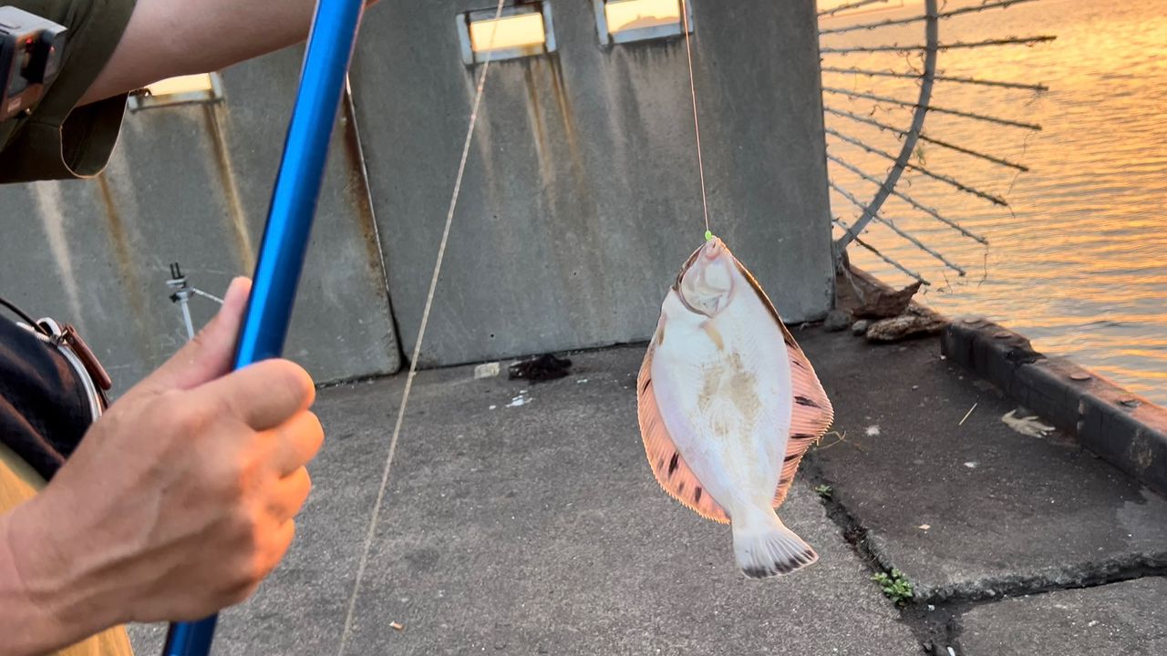 クロガシラガレイ