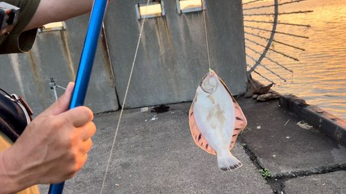 クロガシラガレイの釣果