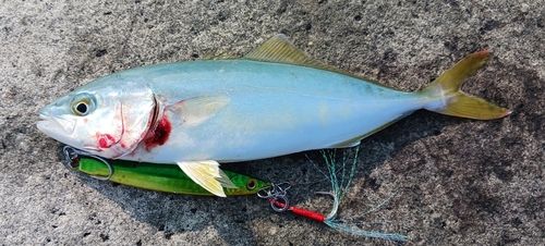 ヒラマサの釣果