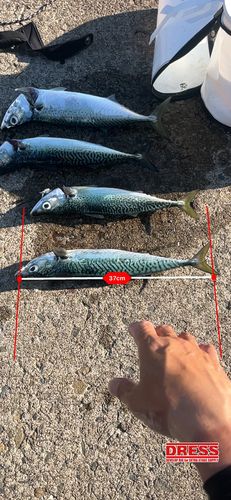サバの釣果