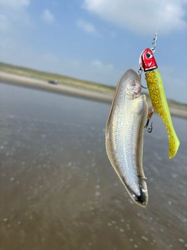 シタビラメの釣果