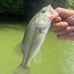 ラージマウスバス