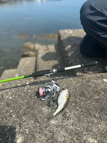 フグの釣果