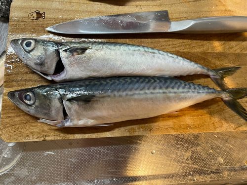 サバの釣果