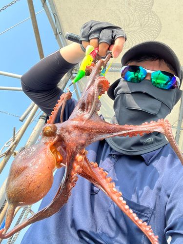 マダコの釣果
