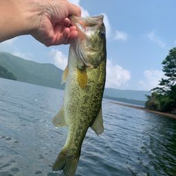 ラージマウスバス