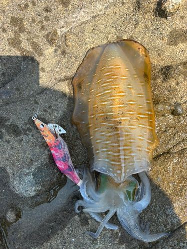 アオリイカの釣果