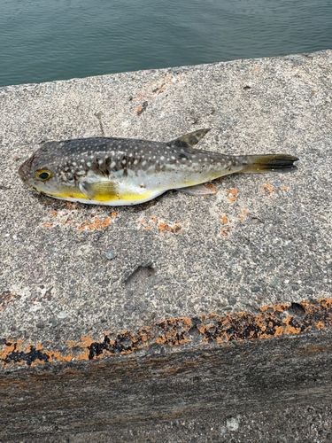 クサフグの釣果