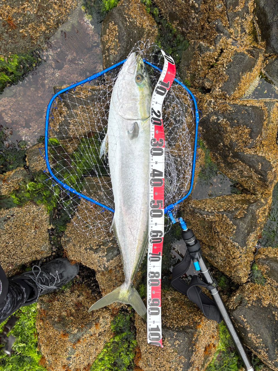 SHIMANO 21コルトスナイパーBB S96Hの最安値・インプレ・釣果