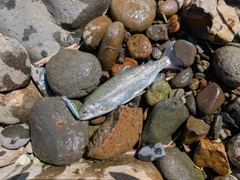 ニジマスの釣果