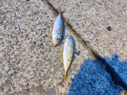マアジの釣果