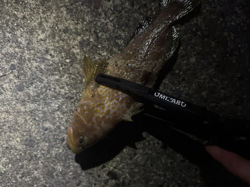 キジハタの釣果
