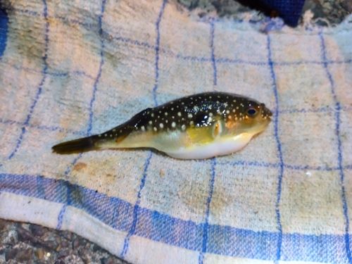 クサフグの釣果