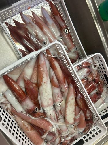 ケンサキイカの釣果