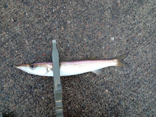 カマスの釣果