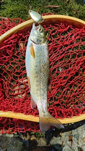 ニジマスの釣果