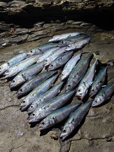 サバの釣果