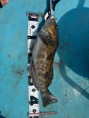 アイナメの釣果