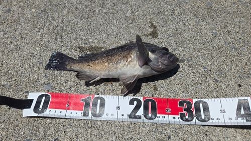ソイの釣果