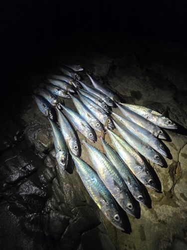 サバの釣果