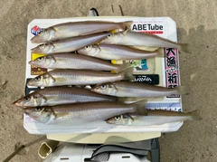 キスの釣果
