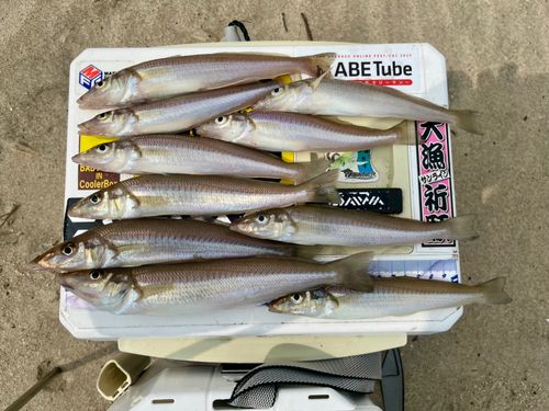 キスの釣果