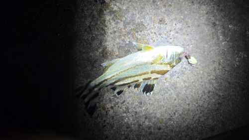 コトヒキの釣果