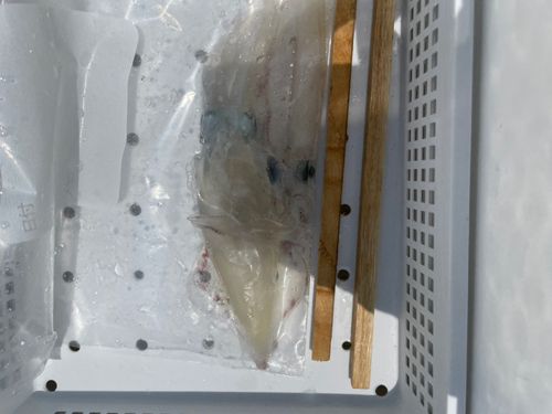 マルイカの釣果