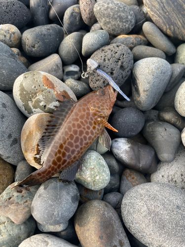 オオモンハタの釣果