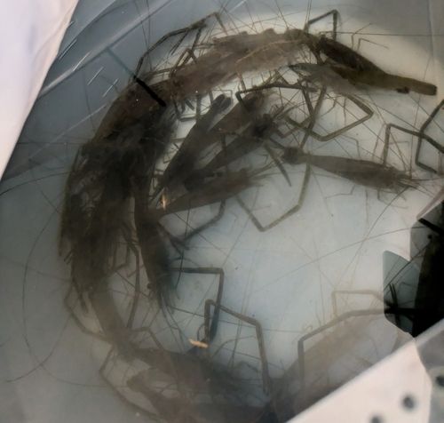 テナガエビの釣果