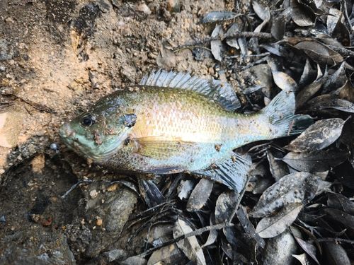 ブルーギルの釣果