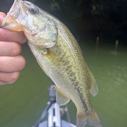 ラージマウスバス