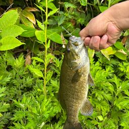 スモールマウスバス