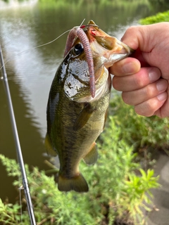 ラージマウスバスの釣果