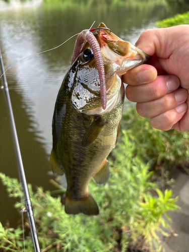 ラージマウスバスの釣果