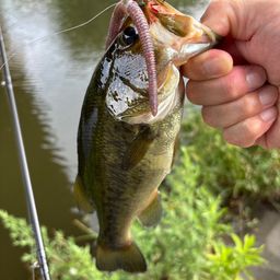 ラージマウスバス