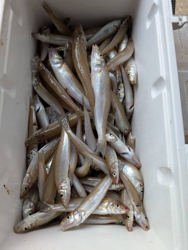 キスの釣果