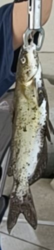 アメリカナマズの釣果
