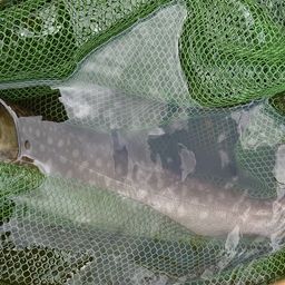 アメマス