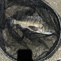 クロダイ