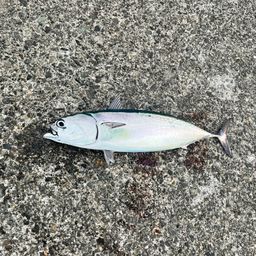 ソウダガツオ